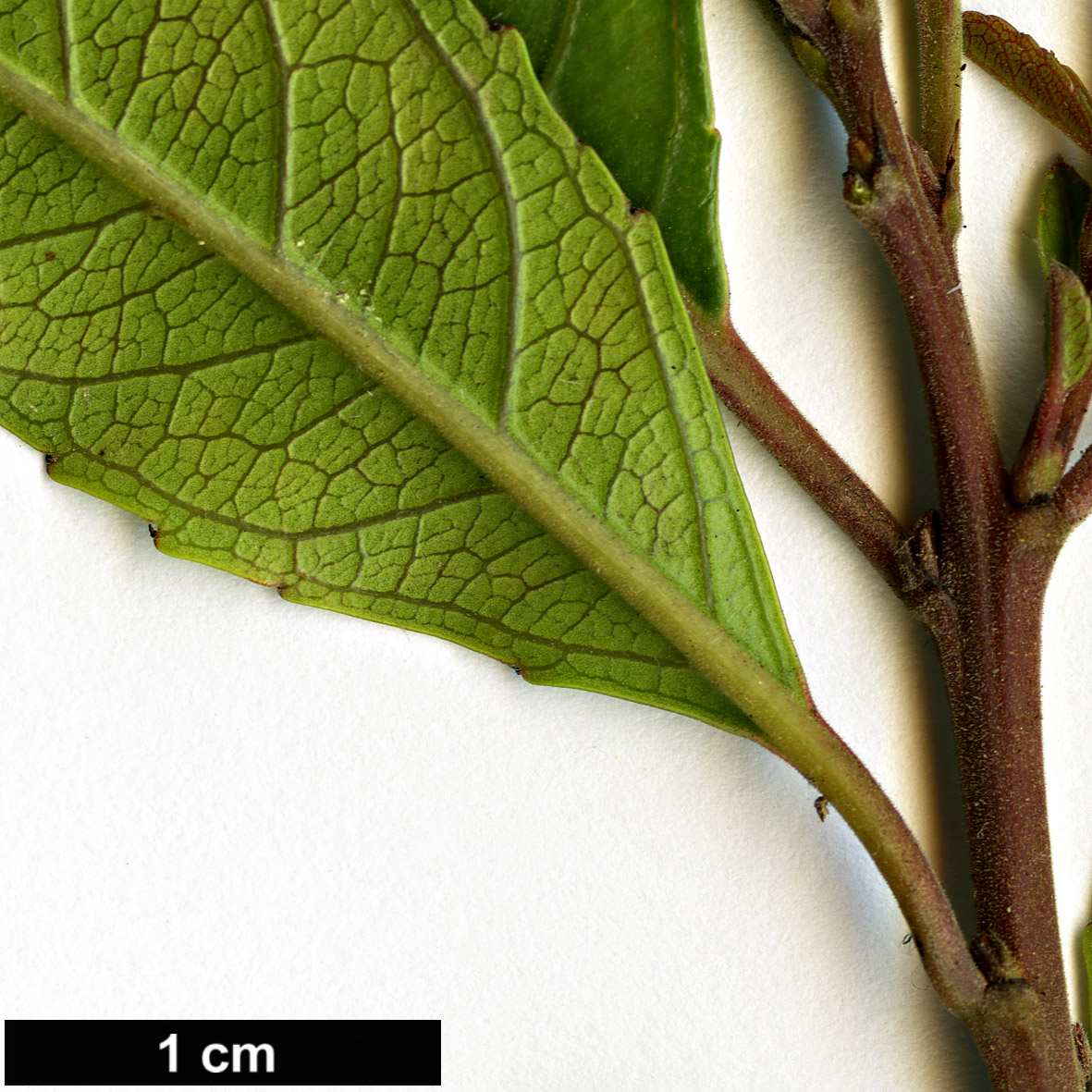 High resolution image: Family: Rhamnaceae - Genus: Rhamnus - Taxon: crenulata 